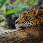 Vacances au Costa Rica | Accueil agence de voyage Costa Rica, Voyage Authentique : Une Expérience Exclusive et Inoubliable au Cœur d'une Nature Sauvage et Spectaculaire, Agence de Voyage Costa Rica, voyage en petit groupe, Le Jaguar