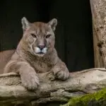 Vacances au Costa Rica | Accueil voyage en petit groupe, Le Puma