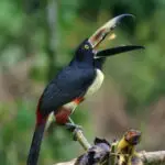 Vacances au Costa Rica | Accueil Circuit Toucan Aracari, L’aracari, petit toucan aux couleurs éclatantes, incarne la magie de la biodiversité du Costa Rica – un trésor vivant niché dans les cimes de la forêt tropicale.