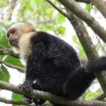Vacances au Costa Rica | Accueil Circuit Singe capucin à face blanche perché dans les arbres d’un parc national du Costa Rica