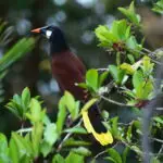 Vacances au Costa Rica | Accueil Climat du Costa Rica, Oropendola de Montezuma perché sur une branche dans la forêt tropicale du Costa Rica