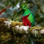 Vacances au Costa Rica | Accueil San Gerardo de Dota au Costa Rica, village de montagne entouré de forêt nuageuse, habitat du quetzal dans la vallée du río Savegre.